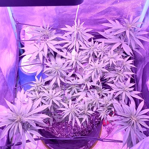 Green crack punch growlog timeline photo