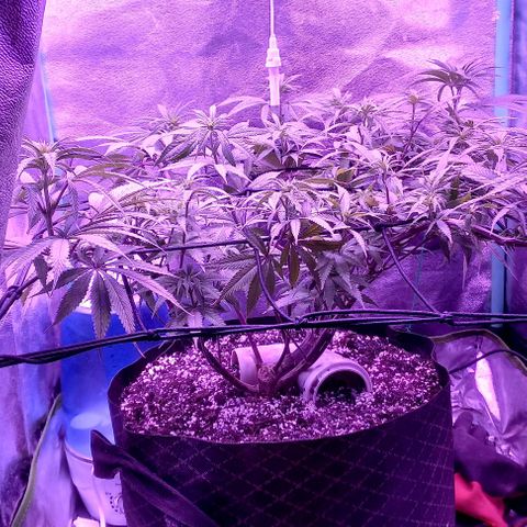 Green crack punch growlog timeline photo