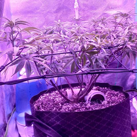 Green crack punch growlog timeline photo