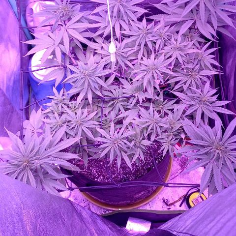 Green crack punch growlog timeline photo