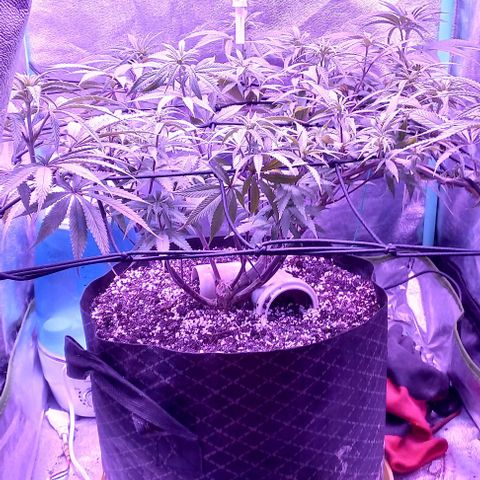 Green crack punch growlog timeline photo