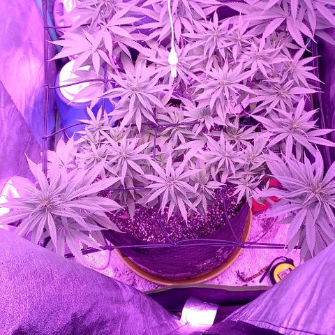 Green crack punch growlog timeline photo