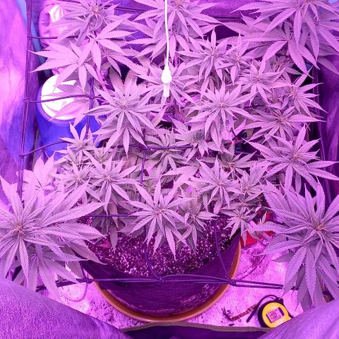 Green crack punch growlog timeline photo
