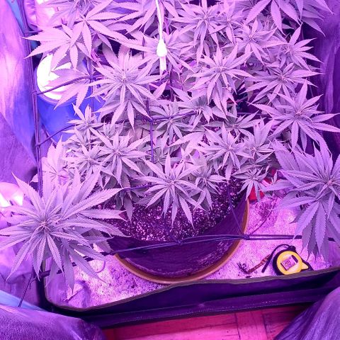 Green crack punch growlog timeline photo