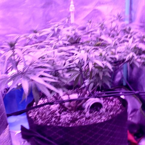 Green crack punch growlog timeline photo