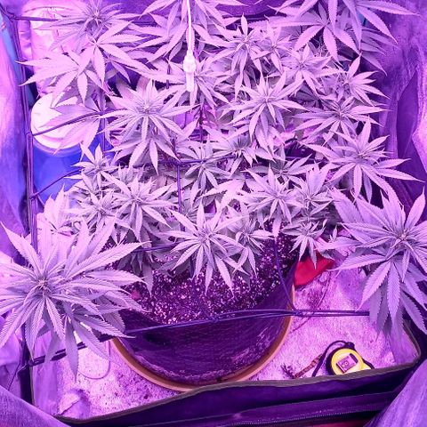 Green crack punch growlog timeline photo