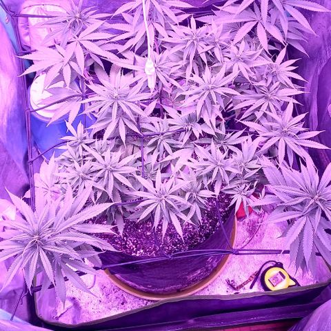 Green crack punch growlog timeline photo