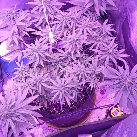 Green crack punch growlog timeline photo