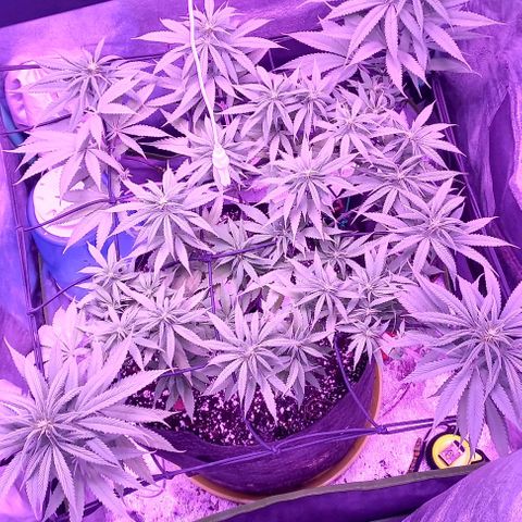 Green crack punch growlog timeline photo