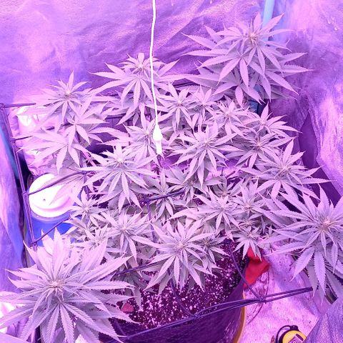 Green crack punch growlog timeline photo