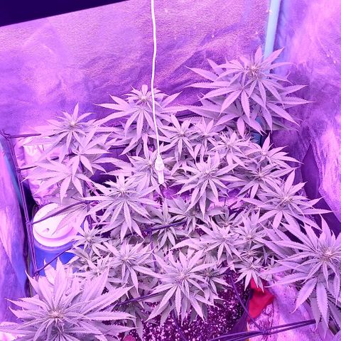 Green crack punch growlog timeline photo