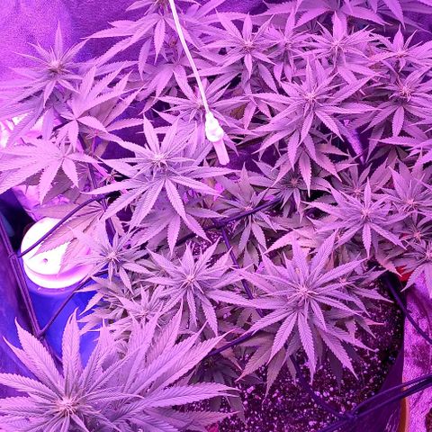 Green crack punch growlog timeline photo