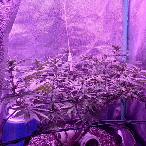 Green crack punch growlog timeline photo