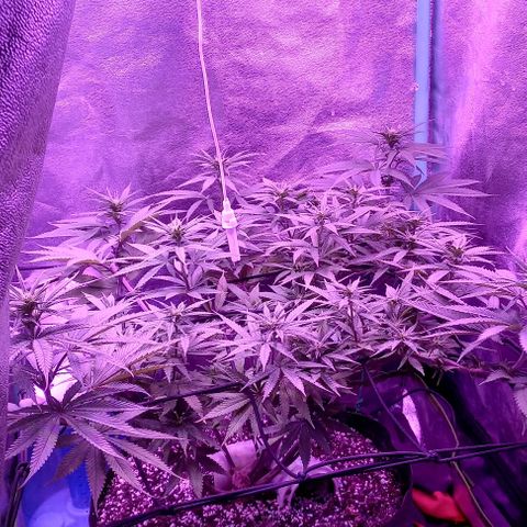 Green crack punch growlog timeline photo