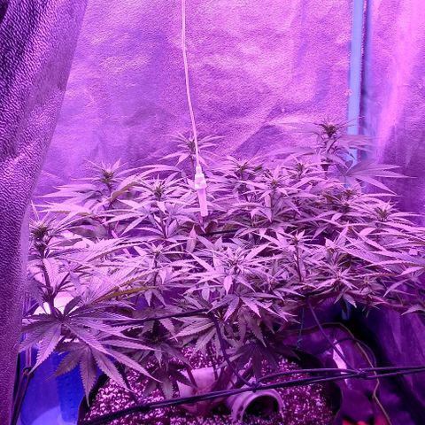 Green crack punch growlog timeline photo