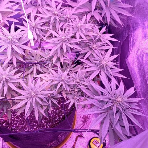 Green crack punch growlog timeline photo