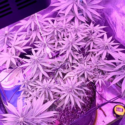 Green crack punch growlog timeline photo