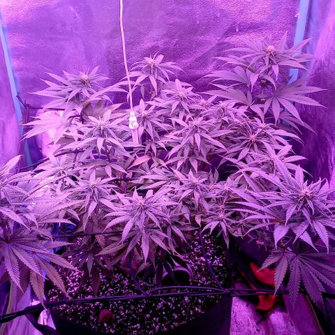 Green crack punch growlog timeline photo