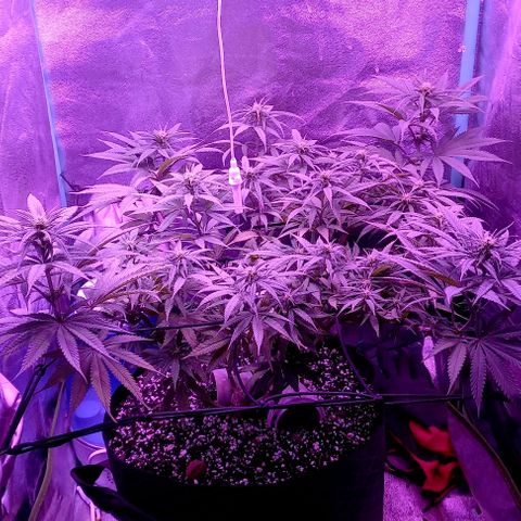 Green crack punch growlog timeline photo