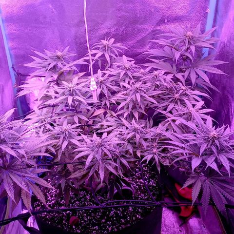 Green crack punch growlog timeline photo