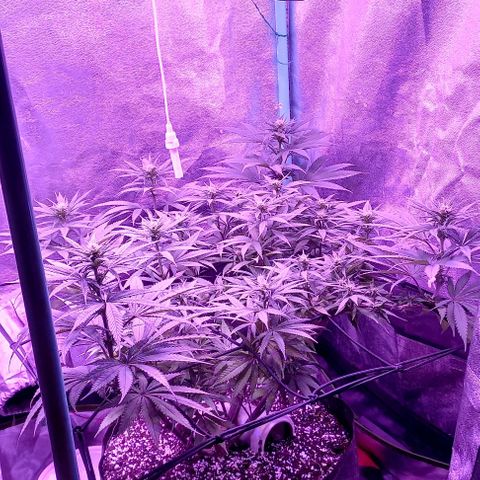 Green crack punch growlog timeline photo