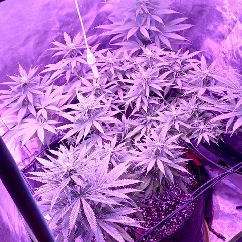 Green crack punch growlog timeline photo