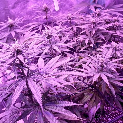 Green crack punch growlog timeline photo