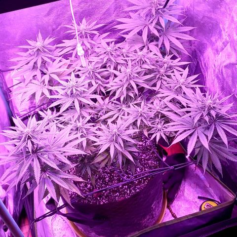 Green crack punch growlog timeline photo