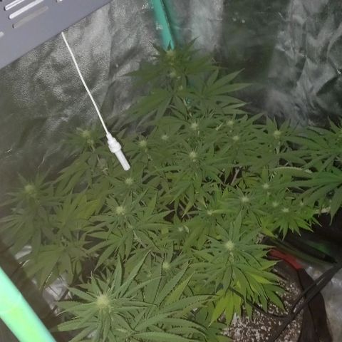 Green crack punch growlog timeline photo
