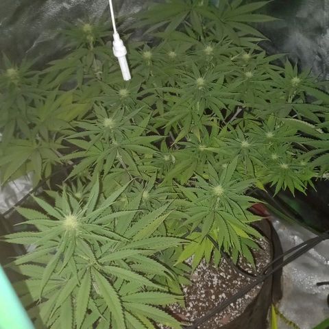 Green crack punch growlog timeline photo
