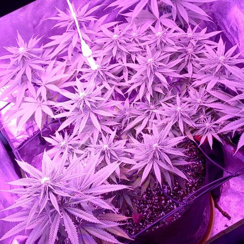 Green crack punch growlog timeline photo