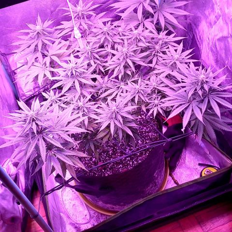 Green crack punch growlog timeline photo
