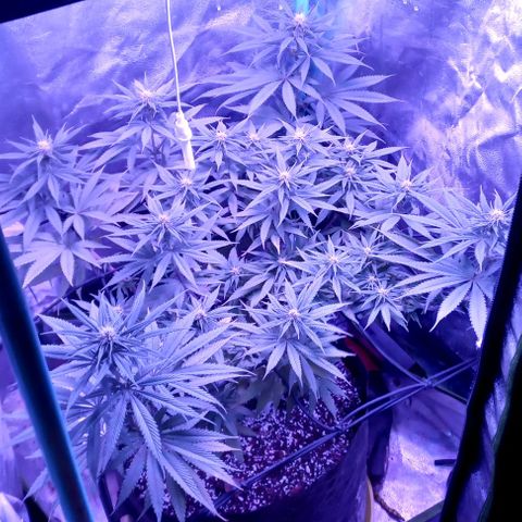 Green crack punch growlog timeline photo