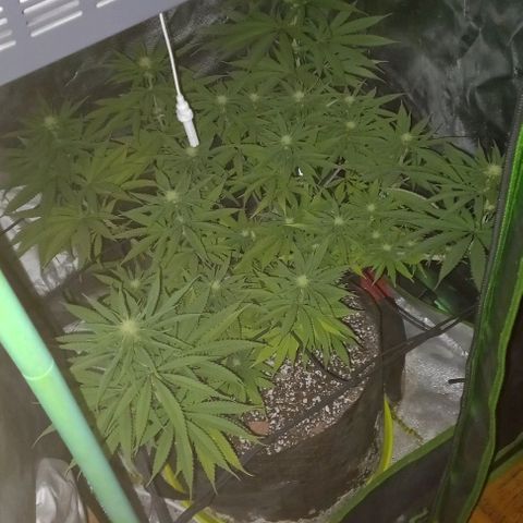 Green crack punch growlog timeline photo