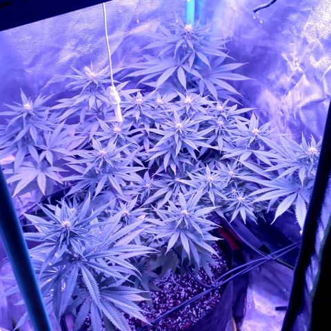 Green crack punch growlog timeline photo