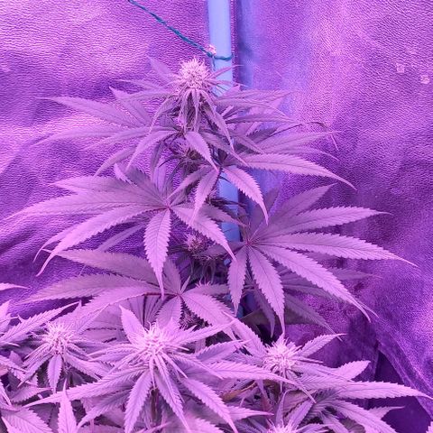 Green crack punch growlog timeline photo