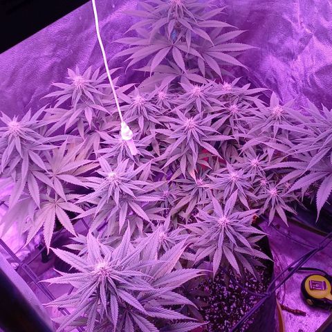 Green crack punch growlog timeline photo