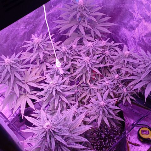 Green crack punch growlog timeline photo