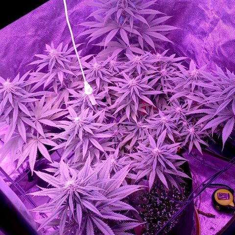 Green crack punch growlog timeline photo