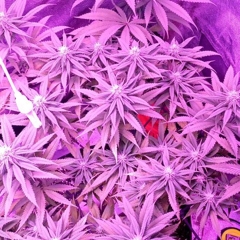 Green crack punch growlog timeline photo
