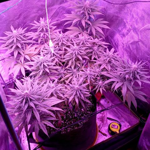 Green crack punch growlog timeline photo