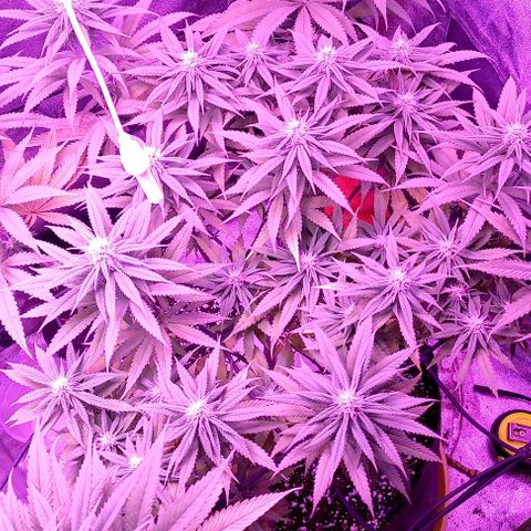 Green crack punch growlog timeline photo