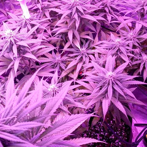 Green crack punch growlog timeline photo