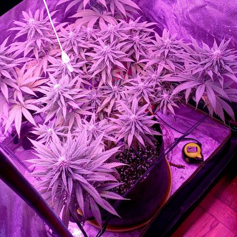 Green crack punch growlog timeline photo