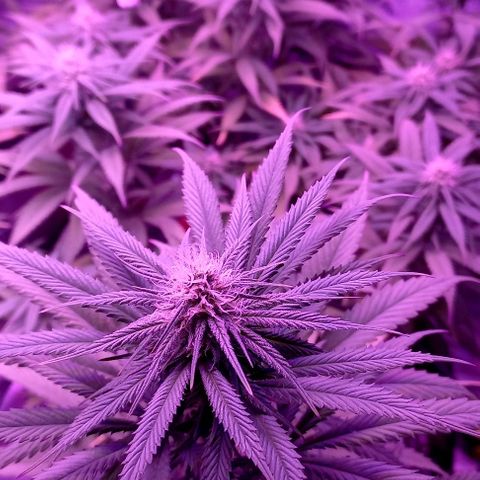 Green crack punch growlog timeline photo