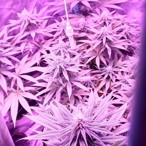 Green crack punch growlog timeline photo