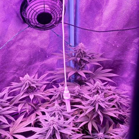 Green crack punch growlog timeline photo