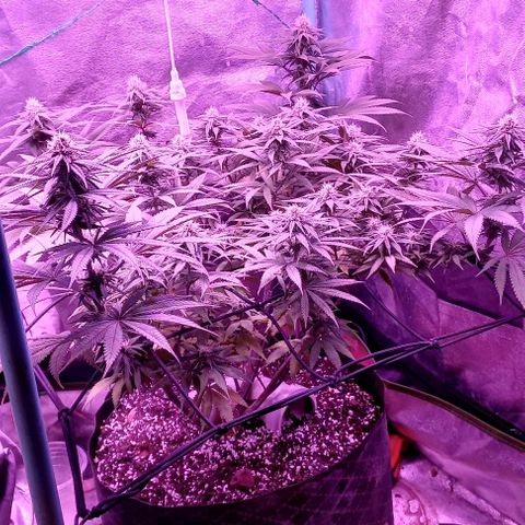 Green crack punch growlog timeline photo
