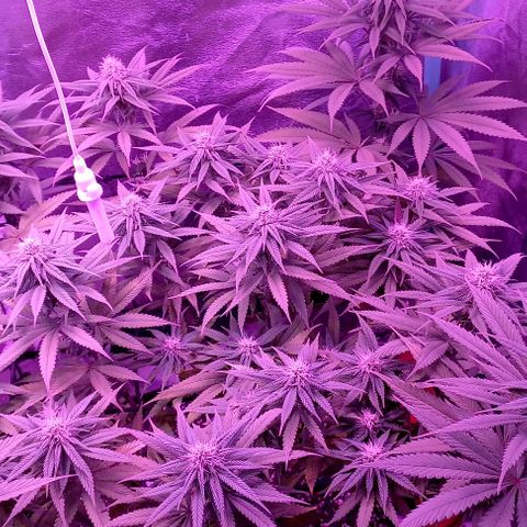 Green crack punch growlog timeline photo