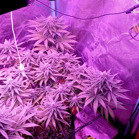 Green crack punch growlog timeline photo